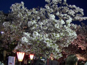大阪造幣局桜の通り抜け