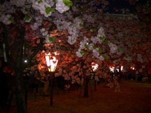 大阪造幣局桜の通り抜け