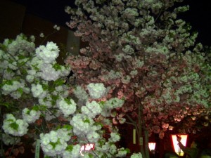 大阪造幣局桜の通り抜け