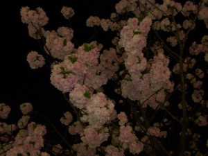 大阪造幣局桜の通り抜け