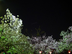 大阪造幣局桜の通り抜け