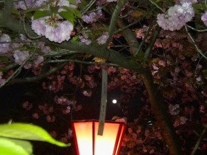 大阪造幣局桜の通り抜け