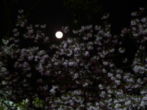 大阪造幣局桜の通り抜け