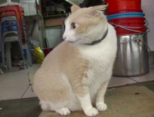 氷翡翠バングル　伴侶