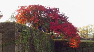 紅葉