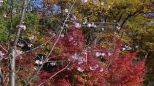 桜と紅葉