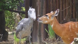 ハシビロコウと鹿