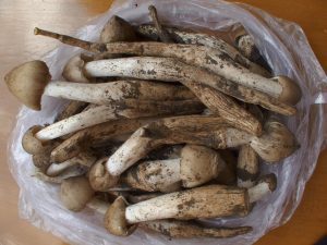 ミャンマー天然しめじ