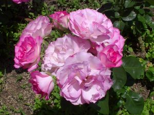 バラの花