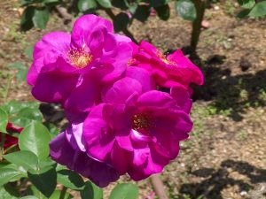 バラの花