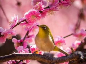 うぐいす